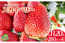 【先行予約】苺 栃木県共通返礼品 JAうつのみや直送！ スカイベリー 280g×4パック | 2026年1月～発送 いちご 甘い 美味しい 果物 フルーツ デザート 栃木県 下野市 送料無料