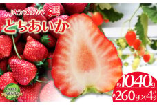 【先行予約】苺 栃木県共通返礼品 JAうつのみや直送！ とちあいか 260g×4パック | 2026年1月～発送 いちご 甘い 美味しい 果物 フルーツ デザート 栃木県 下野市 送料無料