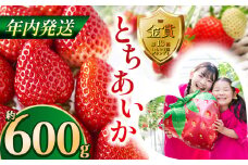 【先行予約】【12月発送】とちあいか約600g | 送料無料 とちあいか いちご フルーツ 甘い ジューシー苺 ｲﾁｺﾞ ハート ハート型 ﾊｰﾄ 断面 果物 おいしい 栃木県 下野市