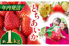 【先行予約】【12月発送】とちあいか約1kg | 送料無料 とちあいか いちご フルーツ 甘い ジューシー苺 ｲﾁｺﾞ ハート ハート型 ﾊｰﾄ 断面 果物 おいしい 栃木県 下野市