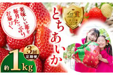 【先行予約】【定期便3回】とちあいか約1kg | 定期便 送料無料 とちあいか いちご フルーツ 甘い ジューシー苺 ｲﾁｺﾞ ハート ハート型 ﾊｰﾄ 断面 果物 おいしい 栃木県 下野市
