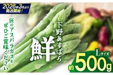 【先行予約】下野あすぱら『鮮』 Lサイズ 500g  | 先行予約 アスパラ アスパラガス 野菜 選べる内容量 旬野菜 とれたて 春 人気 送料無料 栃木県 下野市