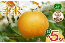【先行予約】幸水 5kg | 【栃木県共通返礼品】 大 人気  レビュー リピート 梨 幸水 果物 フルーツ デザート スイーツ たっぷり 果汁 果肉 ジューシー 甘い 高糖度 柔らかな シャキシャキ 果肉 旬 品種 果物 くだもの   送料無料 栃木県 下野市