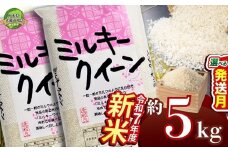 【10月発送】ミルキークイーン 5kg【栃木県共通返礼品】 | 米 こめ コメ kome 白米 精米 お米 みるきー みるきーくいーん ﾐﾙｷｰｸｲｰﾝ Milky queen ミルキークウィーン  モチモチ ふっくら もち米風 炊き込み 新米 栃木米 令和7年度米 令和7年度 2025年度米 ブランド米 栃木県 特産品 送料無料 栃木県 下野市 しもつけ市