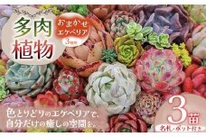 多肉植物 名札付 おまかせ エケベリア 3苗（ポット付）| 選べる容量 多肉 植物 国産苗 抜き苗 初心者向け 育てやすい 観葉植物 インテリア プレゼント ギフト おしゃれ 彩り グラデーション 丈夫 簡単ケア おうち時間 癒し 栃木県 下野市