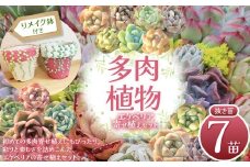 多肉植物 エケベリア リメイク鉢 (グリーンネックレス)付き 寄せ植え セット 2.5号鉢 | 選べる容量 5苗 2号鉢 7苗 2.5鉢 リメイク 鉢 グリネ鉢 グリネ グリーンネックレス 多肉 植物 国産苗 抜き苗 初心者向け 育てやすい 観葉植物 インテリア プレゼント ギフト おしゃれ 彩り グラデーション 丈夫 簡単ケア おうち時間 癒し 栃木県 下野市