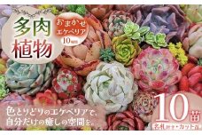 多肉植物 おまかせ エケベリア 10苗（抜き苗）| 選べる容量 多肉 植物 国産苗 抜き苗 初心者向け 育てやすい 観葉植物 インテリア プレゼント ギフト おしゃれ 彩り グラデーション 丈夫 簡単ケア おうち時間 癒し 栃木県 下野市