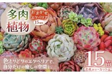 多肉植物 おまかせ エケベリア 15苗（抜き苗）| 選べる容量 多肉 植物 国産苗 抜き苗 初心者向け 育てやすい 観葉植物 インテリア プレゼント ギフト おしゃれ 彩り グラデーション 丈夫 簡単ケア おうち時間 癒し 栃木県 下野市