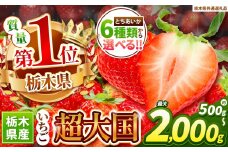 苺 厳選 とちあいか【先行予約】 | 果物 くだもの フルーツ 野菜 やさい ヤサイ 苺 イチゴ いちご とちあいか 新鮮 甘い 数量 限定 美味しい 果物 共通返礼品 フルーツ デザート 【栃木県共通返礼品】 栃木県 下野市 送料無料