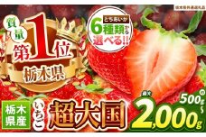 苺 訳ありいちご　サイズランダム 2kg以上【先行予約】 | 果物 くだもの フルーツ 野菜 やさい ヤサイ 苺 イチゴ いちご とちあいか 新鮮 甘い 数量 限定 美味しい 果物 共通返礼品 フルーツ デザート 【栃木県共通返礼品】 栃木県 下野市 送料無料