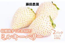 ＜先行予約＞ 鬼怒川の恵みをたっぷり受けた　栃木県上三川（かみのかわ）町産 ミルキーベリー（白いちご）【2パック】 いちご イチゴ 苺 白いちご 白イチゴ 白苺 ミルキーベリー ※2024年1月中旬～3月中旬頃に順次発送予定 ※離島への配送不可