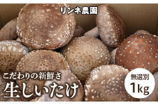 生しいたけ　無選別１ｋｇ