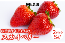 ＜先行予約＞ 鬼怒川の恵みをたっぷり受けた 栃木県上三川（かみのかわ）町産 スカイベリー【2パック】 いちご イチゴ 苺 スカイベリー ※2025年1月中旬～3月中旬頃に順次発送予定 ※離島への配送不可