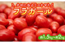 ミニトマト『フラガール』1.5ｋｇ～２ｋｇ