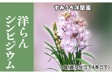 栃木県上三川町産　洋らんシンビジウム1鉢　直立仕立て4本立て
※2023年11月下旬頃より順次発送予定
※北海道・東北地方・長野県・新潟県への配送不可