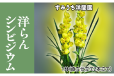 栃木県上三川町産　洋らんシンビジウム1鉢　直立仕立て2本立て
※2023年11月下旬頃より順次発送予定
※北海道・東北地方・長野県・新潟県への配送不可