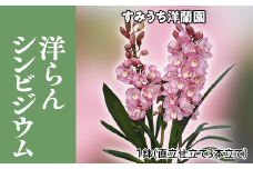 栃木県上三川町産　洋らんシンビジウム1鉢　直立仕立て3本立て
※2023年11月下旬頃より順次発送予定
※北海道・東北地方・長野県・新潟県への配送不可