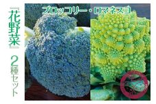 『花野菜』２種セット（ブロッコリー・ロマネスコ）
