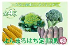 【おやさい定期便】全４回お届け！『いちばん美味しいタイミングで』よんまるはち定期便｜さつまいも ブロッコリー ロマネスコ とうもろこし 旬 野菜
