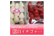 ＜先行予約＞【とちあいか ミルキーベリー】鬼怒川の恵みをたっぷり受けた　栃木県上三川（かみのかわ）町産　紅白イチゴセット【紅白各1パック】いちご イチゴ 苺 白いちご 紅白いちご ※2024年1月中旬～3月中旬頃に順次発送予定 ※離島への配送不可