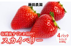 ＜先行予約＞ 鬼怒川の恵みをたっぷり受けた 栃木県上三川（かみのかわ）町産 スカイベリー【4パック】 いちご イチゴ 苺 スカイベリー ※2025年1月中旬～3月中旬頃に順次発送予定 ※離島への配送不可