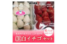 ＜先行予約＞【とちあいか ミルキーベリー】鬼怒川の恵みをたっぷり受けた　栃木県上三川（かみのかわ）町産　紅白イチゴセット【紅白各2パック】いちご イチゴ 苺 白いちご 紅白いちご
※2024年1月中旬～3月中旬頃に順次発送予定
※離島への配送不可