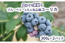 【先行予約】大きくて新鮮！ブルーベリーの大人気品種ユーリカ！300g×2パック ※北海道・沖縄・離島への配送不可 ※2025年5月下旬～6月下旬頃に順次発送予定
