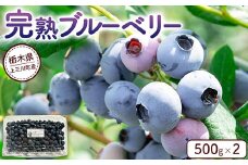 完熟 ブルーベリー500g×2 ｜ 栃木県産 果物 くだもの フルーツ 産地直送 ※離島への配送不可 ※2025年6月下旬～8月下旬頃に順次発送予定