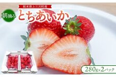 朝摘み『とちあいか』 栃木のイチゴ　大粒　280g以上×2P ｜ いちご イチゴ 苺 栃木県 果物 フルーツ 甘い 酸味 さっぱり 完熟　※離島への配送不可　※2026年1月上旬～4月中旬頃に順次発送予定