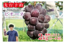 【先行予約】数量限定！種無しぶどう ピオーネ 合計2kg (4～6房) | ９月上旬より順次発送 数量限定 ブドウ 葡萄 ピオーネ 種なし 種なしブドウ 旬 果物 フルーツ 濃厚 ジューシー 益子町産 新鮮 (DC002)
