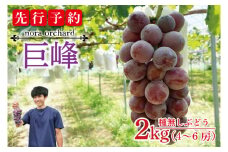 【先行予約】数量限定！種無しぶどう 巨峰 合計2kg (4～6房) | 8月下旬より順次発送 数量限定 ブドウ 葡萄 巨峰 種なし 種なしブドウ 旬 果物 フルーツ 濃厚 ジューシー 益子町産 新鮮 (DC001)