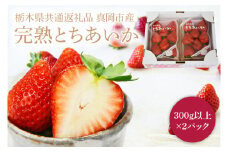 【2026年1月発送開始】【先行予約】【数量限定】完熟とちあいか　約600g【栃木県共通返礼品/真岡市産】｜栃木県 ふるさと納税 いちご イチゴ 苺 果物 フルーツ とちあいか 熟成 (DM001)