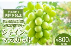 [先行受付]もてぎ育ちのシャインマスカット 約800g（2房）| シャインマスカット ぶどう 葡萄 ブドウ フルーツ 果物 ギフト 贈り物 もてぎプラザ 栃木県 茂木町