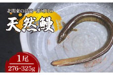 天然鰻 北関東の清流「那珂川産」 真空冷凍 1尾 276～325g | 鰻 うなぎ ウナギ 天然 天然うなぎ 希少 貴重 鮮魚 新鮮 北関東 清流 蒲焼 かば焼き 白焼き 炭火焼 うな重 うな丼 Riverline 栃木県 茂木町