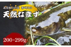 天然なまず(切り身) 那珂川産 200g～299g 真空冷凍 | 天然 鯰 ナマズ 鮮魚 新鮮 北関東 清流 天ぷら から揚げ 味噌漬け焼き アヒージョ Riverline 栃木県 茂木町