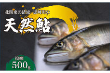 天然鮎(投網漁) 北関東の清流「那珂川産」 500g 真空冷凍 | 鮎 アユ 天然アユ 天然あゆ 魚介 天然 投網 鮮魚 新鮮 北関東 清流 塩焼 炭火焼 茶漬け 天ぷら  Riverline 栃木県 茂木町