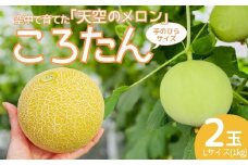 ［先行受付］美土里農園の高糖度メロン ころたん 2玉（1kg×2個）| メロン ころたん めろん コロタン フルーツ 果物 ギフト 贈り物 食べきりサイズ 美土里農園 栃木県 茂木町　