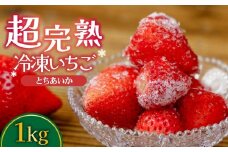 冷凍いちご 完熟とちあいか 1kg(500g×2) | いちご とちあいか イチゴ 苺 完熟 ジャム スムージー スイーツ デザート アイス シャーベット 果物 フルーツ  鈴木いちご園 栃木県 茂木町