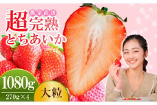 【先行受付：1月中旬以降発送】いちご 小島さんちの完熟 とちあいか 大粒 約270g×4パック 合計 約1080g | いちご イチゴ 苺 とちあいか 完熟 大粒 果物 フルーツ くだもの 甘い あまい 産地直送 栃木県産 小島いちご園 栃木県 茂木町 