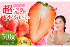 【先行受付：3月以降発送】いちご 小島さんちの 完熟 とちあいか 大粒 約270g × 2パック 合計 約540g | いちご イチゴ 苺 とちあいか 完熟 甘い あまい 大粒 果物 フルーツ くだもの 旬 産地直送 栃木県産 小島いちご園 栃木県 茂木町