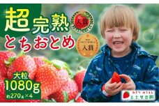 【先行受付：1月中旬以降発送】いちご 「茂木完熟いちご」　美土里農園の朝採れ とちおとめ 大粒 約270g×4 合計 約1080g | いちご イチゴ 苺 とちおとめ 完熟 果物 フルーツ くだもの 甘い あまい 旬 産地直送 栃木県産 美土里農園 栃木県 茂木町