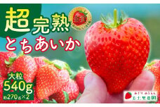 【先行受付：1月中旬以降発送】いちご 「茂木完熟いちご」　美土里農園の朝採れ とちあいか 大粒 約270g × 2パック 合計 約540g | いちご イチゴ 苺 とちあいか 完熟 果物 フルーツ 甘い あまい くだもの 旬 産地直送 栃木県産 美土里農園 栃木県 茂木町