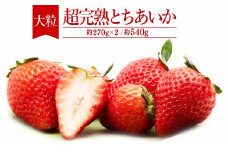 【先行受付：1月中旬以降発送】いちご「茂木完熟いちご」　篠崎さんが育てた 朝どれ とちあいか 大粒 約270g×2パック 合計 約540g | いちご イチゴ 苺 とちあいか 完熟 果物 フルーツ くだもの 旬 産地直送 栃木県産 篠崎いちご園 栃木県 茂木町