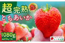 【先行受付：1月中旬以降発送】いちご 「茂木完熟いちご」　美土里農園の朝採れ とちあいか レギュラーサイズ 約270g × 4パック 合計 約1080g | いちご イチゴ 苺 とちあいか 完熟 果物 フルーツ くだもの 旬 産地直送 栃木県産 美土里農園 栃木県 茂木町