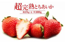 【先行受付：1月中旬以降発送】いちご「茂木完熟いちご」　篠崎さんが育てた 朝どれとちあいか レギュラーサイズ 約270g × 4パック 合計 1080g | いちご イチゴ 苺 とちあいか 完熟 果物 フルーツ くだもの 旬 産地直送 栃木県産 篠崎いちご園 栃木県 茂木町