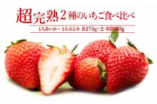 【先行受付：1月中旬以降発送】いちご「茂木完熟いちご」 篠崎さんが育てた とちおとめ ＆ とちあいか レギュラーサイズ 食べ比べセット 約270g × 各2パック 合計約1080g | いちご イチゴ 苺 とちあいか とちおとめ 甘い あまい 完熟 果物 フルーツ 篠崎いちご園 栃木県 茂木町