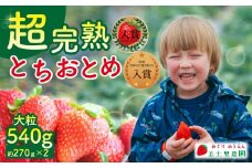 【先行受付：1月中旬以降発送】いちご 「茂木完熟いちご」　美土里農園の朝採れ とちおとめ 大粒 約270g × 2パック 合計 約540g | いちご イチゴ 苺 とちおとめ 完熟 大粒 果物 フルーツ甘い あまい くだもの 旬 産地直送 栃木県産 美土里農園 栃木県 茂木町