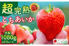 【先行受付：2月以降発送】いちご 「茂木完熟いちご」　美土里農園の朝採れ とちあいか 大粒 約270g × 4パック 合計 約1080g | いちご イチゴ 苺 とちあいか 完熟 果物 甘い あまい フルーツ くだもの 旬 産地直送 栃木県産 美土里農園 栃木県 茂木町