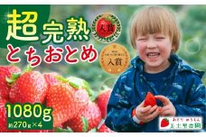 【先行受付：1月中旬以降発送】いちご 「茂木完熟いちご」　美土里農園の朝採れ とちおとめ レギュラーサイズ 約270g×4パック 合計 約1080g | いちご イチゴ 苺  とちおとめ 完熟 甘い あまい 入賞 果物 フルーツ くだもの 旬 産地直送 栃木県産 美土里農園 栃木県 茂木町