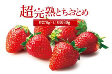 【先行受付：2月以降発送】いちご「茂木完熟いちご」　篠崎さんが育てた 朝どれ とちおとめ レギュラーサイズ 約270g × 4パック 合計 約1080g | いちご イチゴ 苺 とちおとめ 完熟 果物 フルーツ 甘い あまい くだもの 旬 産地直送 栃木県産 篠崎いちご園 栃木県 茂木町